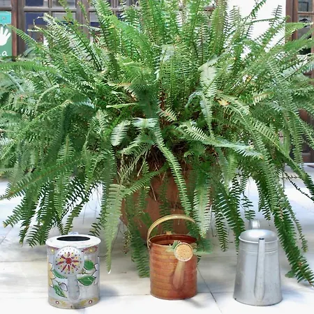 Frühstückspension Backpacker Al-katre *