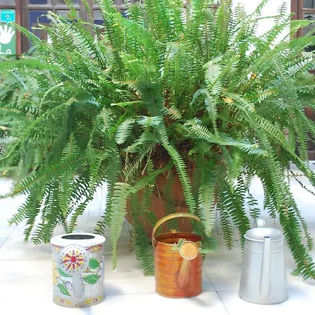 فندق مبيت وإفطار Backpacker Al-katre *